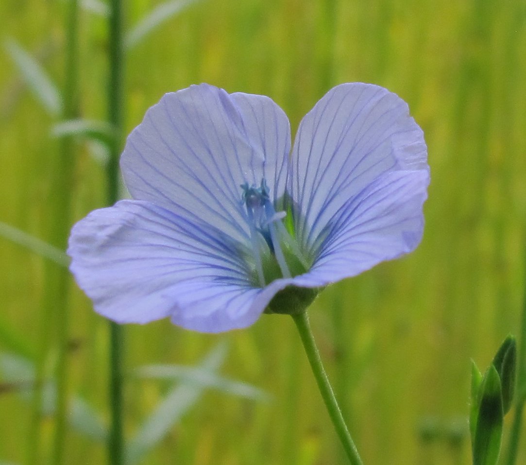 Transatlantic Flax Research meeting